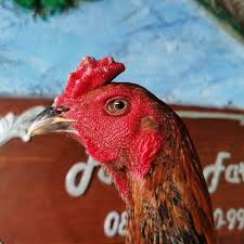 Gambar ayam ninja paling keren; 4 Jenis Ayam Pama Iq Original Mangon Mathai Gostan Makhoy