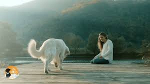 We typically confirm within 2 hours. Laguna Hills Happy Spa Dogs Mobile Dog Grooming Orange County Ca