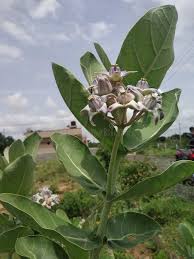 Image result for Calotropis gigantea