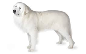 Maybe you would like to learn more about one of these? Great Pyrenees Dog Breed Information Pictures Characteristics Facts Dogtime