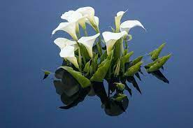 Calla Lily 21 Awesome Pond Plants For Your Dream Water Garden Water Plants For Ponds Ponds Backyard Pond Plants