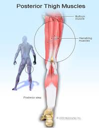 Gluteus maximus and medius, which are the buttocks muscles. Hamstring Injury Symptoms Recovery Treatment