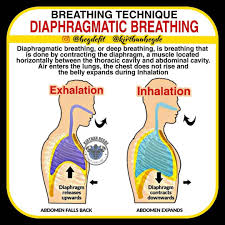 Kirthan Hegde Mobility Coach On Instagram Diaphragmatic Breathing By Kirtha Diaphragmatic Breathing Deep Breathing Exercises Thoracic Cavity