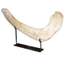 Priced at one dollar each, we weren't about to leave them behind. Whale Bone 6 For Sale On 1stdibs