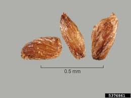 Image result for Striga chrysantha