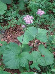 Image result for Bidens kilimandscharica