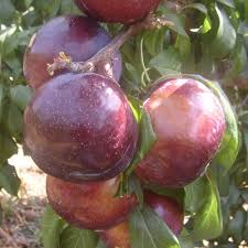 Raintree nursery offers quality nursery products. Friar Plum Tree Fruit Tree Nursery Turkey