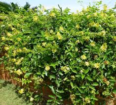 Image result for Tristellateia