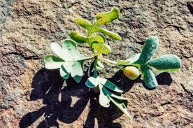 Image result for Commiphora angolensis