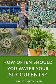 Your garden counts on you to help it get deep roots. How Often Should You Water Succulents
