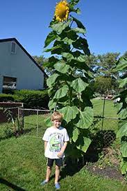 Bamboo poles or stakes once the sunflowers grow taller and have been planted outside How To Grow Huge Sunflowers Growing Sunflowers Growing Sunflowers From Seed Planting Sunflowers
