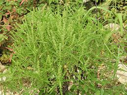 Image result for Acalypha psilostachya