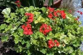 Toggle navigation nc farms, inc online. Plantfiles Pictures Pelargonium Fish Geranium Horseshoe Geranium Zonal Geranium Crystal Palace Gem Pelargonium X Hortorum By Calif Sue