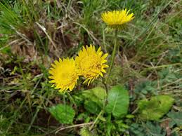 Image result for Berkheya bipinnatifida