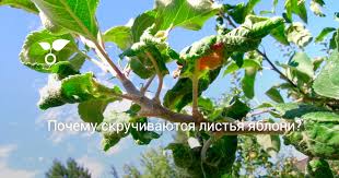 как избавиться от тли на вишне во время плодоношения Pochemu Skruchivayutsya Listya Yabloni Osnovnye Prichiny Metody Profilaktiki I Borby Foto Botanichka Ru