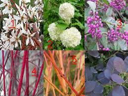 Les arbustes au feuillage persistant pour haies. Mi Fleurie Mi Persistante Taille Xxl Kit Haie Mixte Eclat Assortiment De 26 Arbustes Jardin Des Gazelles Jardinerie En Ligne