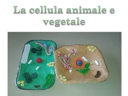 La parete cellulare conferisce alla cellula una forma rettangolare. La Cellula Animale E Vegetale Ppt Video Online Scaricare