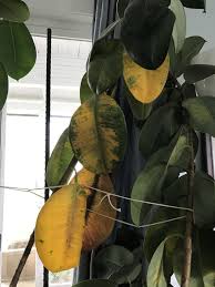 Here's what greenery experts want you to. Rubber Plant Leaves Are Turning Yellow Fixing A Rubber Plant With Yellow Leaves
