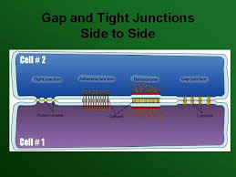 What are the types of cell junctions. Cell Junctions And Their Functions By Jennifer Romero