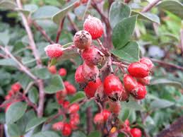 Image result for Cotoneaster franchetii