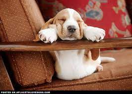 5 Things You Need To Know About Owning A Basset Hound