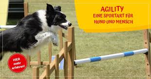 Mein hund ist ein kleiner bolonka falls das wichtig ist. Agility Teamsport Fur Hund Und Mensch