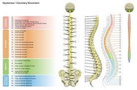 There are a few warning signs, however, that may indicate serious spinal problems. Nerves Of Back Spinal Nerve Spinal Cord Injury Spinal Cord