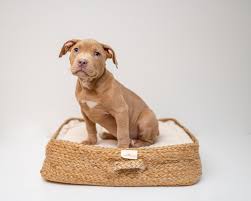 Maybe you would like to learn more about one of these? How Often Should I Wash My Dog S Bed Bit Rebels