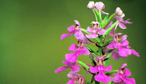 Image result for Habenaria indiana