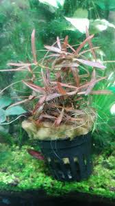 Image result for Hygrophila uliginosa
