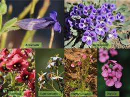 Image result for Scrophulariaceae