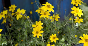 Image result for Bidens baumii