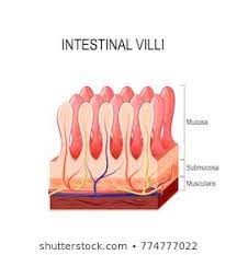 Intestinal Villi Small Intestine Lining Anatomy Colorful Drawings Beautiful