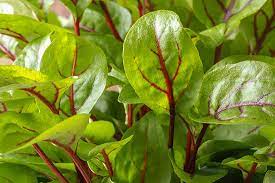 In our effort to grow more edible perennial plants we've been doing quite a bit of research, we don't currently grow all of these plants and some we'll never be able to grow because of our climate. Plant These 10 Perennial Vegetables And Reap Harvests Year After Year Modern Farmer