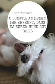 Acht Punkte An Denen Du Erkennst Dass Es Deinem Hund Gut Geht Midoggy Community Hunde Welpen Hundegesundheit