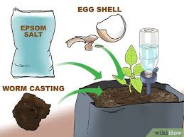 We did not find results for: How To Use Growing Bags For Plants 15 Steps With Pictures