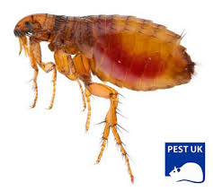 A pest control company will exterminate a whole host of creepy pests in your home. Get Rid Of Flea Problems Flea Removal Specialists Pest Uk