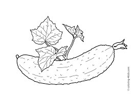 Cucumber is a delicious vegetable. Pin On Fruits Berries And Vegetables Coloring Pages