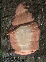 Image result for Antrocaryon nannanii