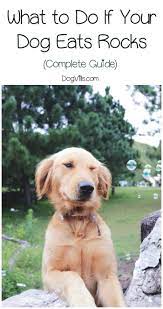 Dog Eating Rocks What To Do About This Dangerous Habit