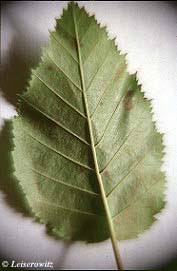 Image result for leaf margin entire