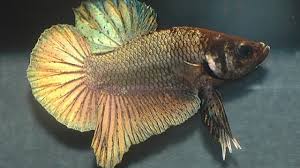 But that doesn't mean that female betta fish don't exhibit a high level of aggression. Female Betta Blowing Bubble Nest Fish Care