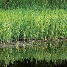 Image result for Justicia salvioides