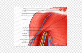Etwas weiter unten am humerusschaft verläuft in einer furche der radialnerv oder speichennerv (nervus radialis), der. Deltamuskel Schulter Coracobrachialis Muskelnerve Anatomie Arm Anatomie Winkel Vordere Schulter Png Pngwing