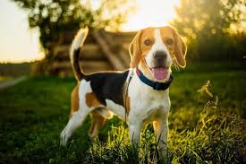 The 25 Best Led Dog Collars Of 2020 Pet Life Today
