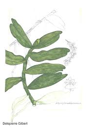 Image result for Rhipidoglossum delepierreanum