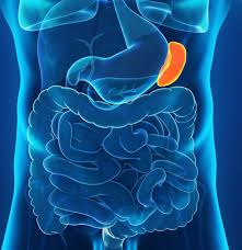 Rib cages are corpse parts that are used to obtain the base forms of part 7 stands. The Spleen Anatomy Function And Disease