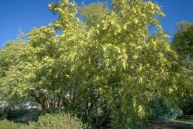 Image result for Salacia erecta