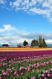 Fine Art Tulip Field Photograph Flower Photo Red Barn Print Etsy Flowers Photography Floral Photography Red Barn Print