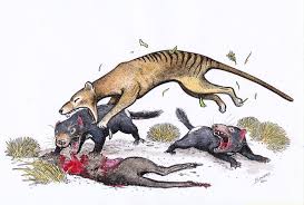 Tasmanian Devils By Snake Artist On Deviantart Prehistoric Animals Weird Animals Animals
